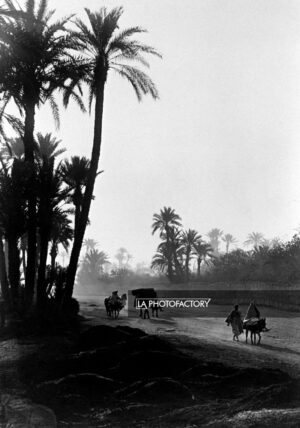 Route de la grande palmeraie de Marrakech, 1926.