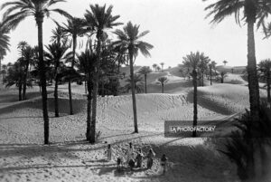 Les palmiers d'In Salab.