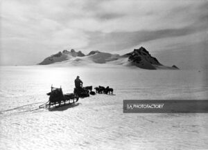 Paul-Emile Victor sur son traîneau attelé de 8 chiens, sur le glacier de l'Espérance, mai 1937.