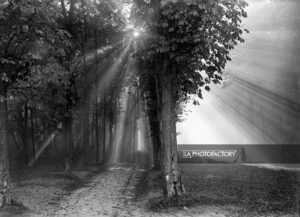 Soleil levant dans les arbres.