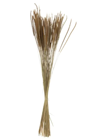 Bouquet Pennisetum Seche Naturel