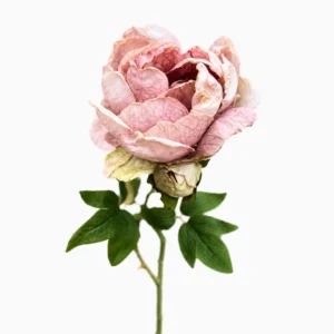 Maggie pivoine Tige rose verte