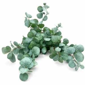 Maggie Eucalyptus