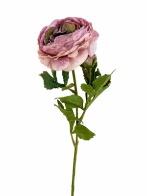 Maggie Renoncule rose