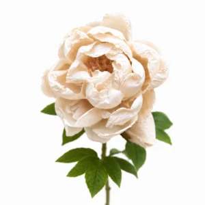 Maggie pivoine Tige beige verte