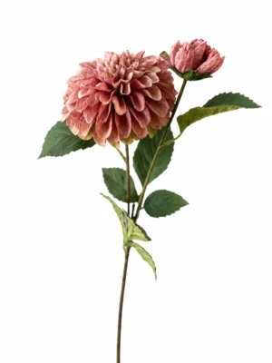 Maggie dahlia pompon rose vert