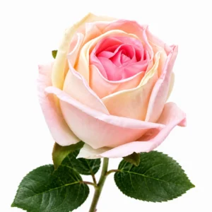 Maggie Rose simple Rose