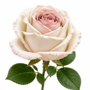 Maggie Rose simple blanc pourpre