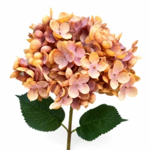 Maggie Hortensia simple vieux rose