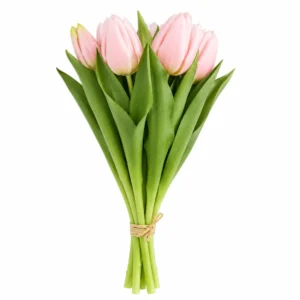 Maggie Tulipe rose