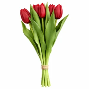 Maggie Tulipe rouge