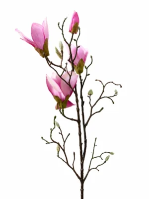 Maggie magnolia rose